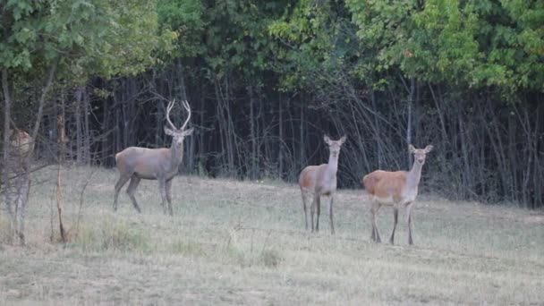 一只小鹿角和两只铰链在森林边缘的小鹿 动作非常缓慢 — 图库视频影像