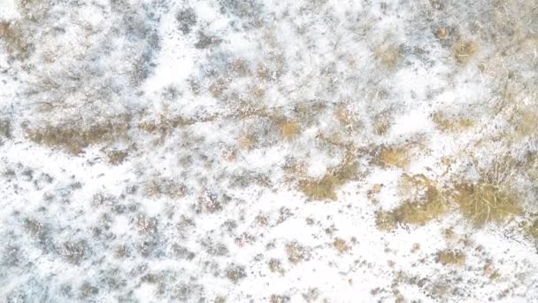 Drone Top View Moving Shot Διάφορα Αποξηραμένα Φυτά Στο Έδαφος — Αρχείο Βίντεο