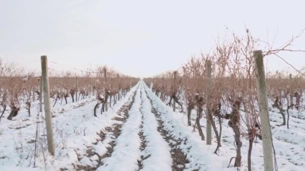 Przejście Przez Winorośle Zimie Pod Śniegiem Strzał Idzie Przodu — Wideo stockowe