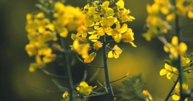 Çiçek açan tecavüz tohumu tarlası. Yakın plan. Baharda sarı çiçek açan yağ tohumu tarlası.