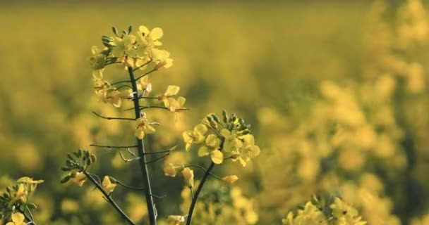 Olajrepce Virágzó Virága Ringatózik Szélben — Stock videók