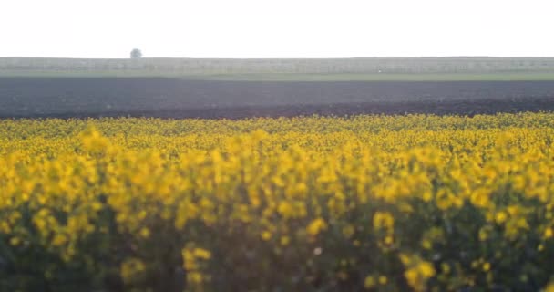 Flowering Oilseed Rape Crop Field Blooming Canola Flowers Rapeseed Agricultural — Stock Video