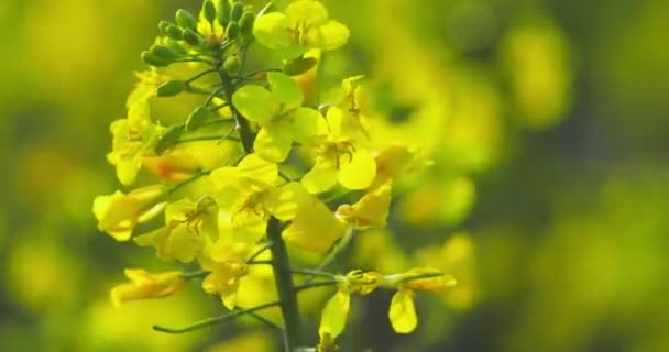 Zbliżenie Kwitnącego Żółtego Kwiatu Rzepaku Kołyszącego Się Wietrze — Wideo stockowe