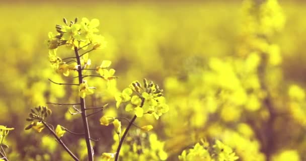 Close Blooming Yellow Rapeseed Flower Swaying Wind — Stock Video