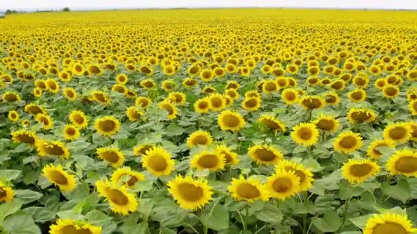 Sunflower Field Close Flyover Drone Flies Backwards — Wideo stockowe