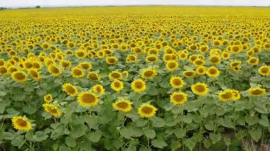 aerial drone close up shot, flying from left to right very low. Agricultural field of blooming sunflower.