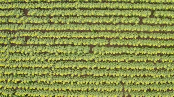 Top View Field Sunflower Drone Moves Upwards — Vídeo de Stock