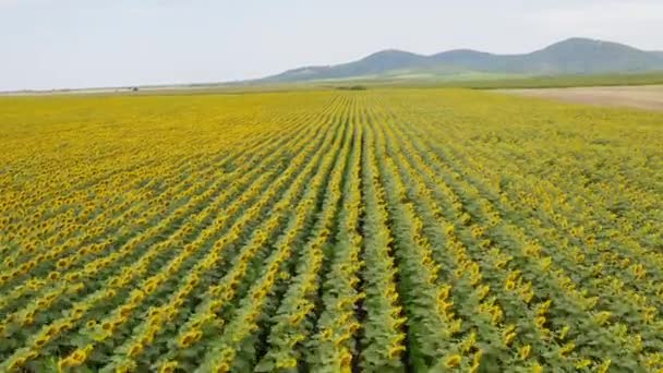 Low Altitude Speed Flight Field Sunflowers Caps Blooming Sunflowers Farm — Stockvideo