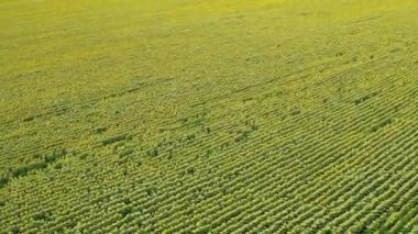 Çiçek açan ayçiçeği tarlasında İHA Uçuşu. Sarı çiçekli tarlalar üzerinde uçuşan ayçiçekleri