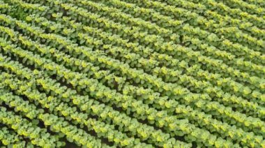 İnsansız hava aracı tarlaların üzerinden uçuyor. Çiçek açan ayçiçekleriyle birlikte.