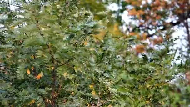 Zeitlupenaufnahme Einer Baumkrone Von Ein Paar Bäumen Einem Windigen Herbsttag — Stockvideo