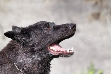 Alman çoban köpeği.