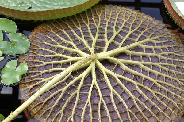 Victoria amazonica