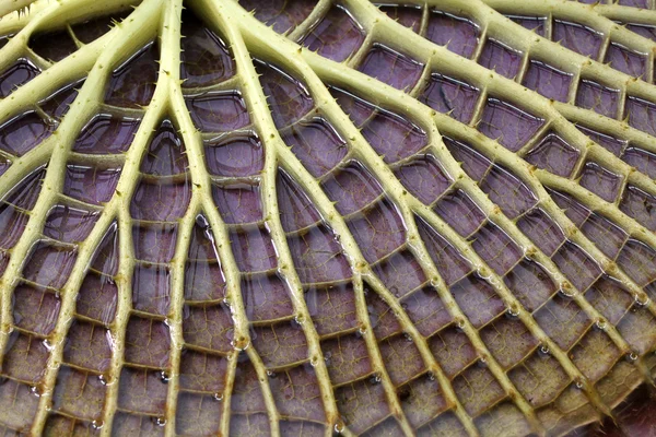 Victoria amazonica