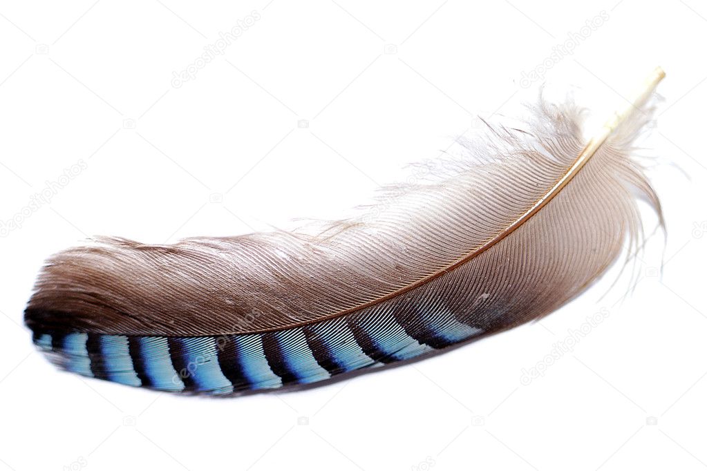 Blue Jay Feather Images Libres De Droit Photos De Blue Jay Feather Depositphotos Blue Jay Feather Images Libres De Droit Photos De Blue Jay Feather Depositphotos