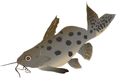 Yayın balığı synodontis (Synodontis ocellifer)