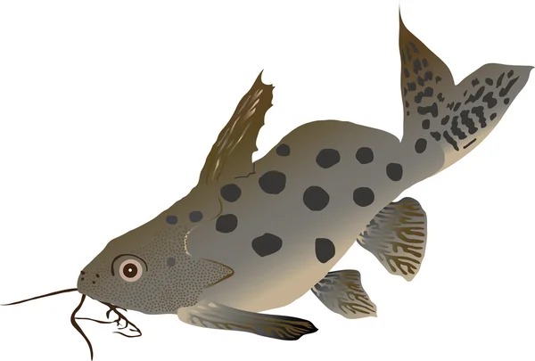 Catfish synodontis (Synodontis ocellifer) — Stock Photo, Image