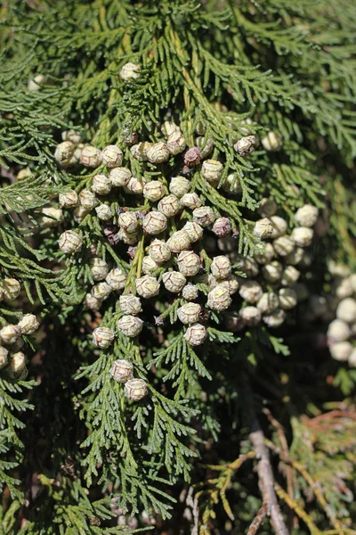 Лоусон cypress дерево — стокове фото