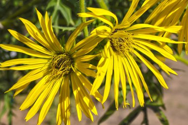 Kupa çiçek (silphium perfoliatum)