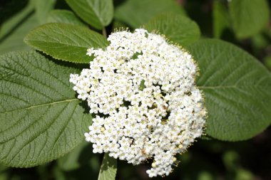 Kartopu lantana (wayfaring ağaç)