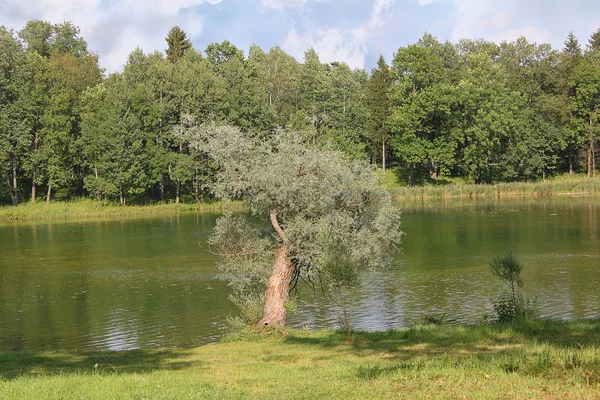 Árbol solitario en la orilla del lago — Foto de Stock