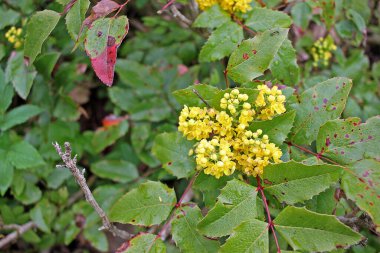 Mahonia aquifolium, Oregon üzümü veya kutsal böğürtlen ağacı, Kuzey Amerika 'nın batısında yetişen yemyeşil bir çalılıktır.