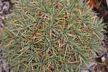 Acantholimon (dikenli tutam), çiçekli küçük bir bitki cinsidir. Güneydoğu Avrupa 'dan Orta Asya' ya ve Güney Amerika 'da da, ayrıca kaya bahçelerinde yetiştirilir.