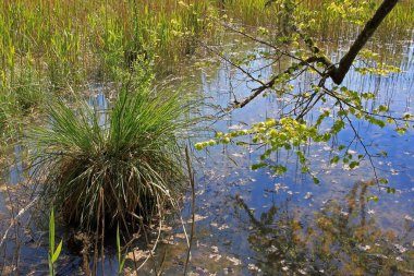 Sigulda, Letonya 'da bahar manzarası
