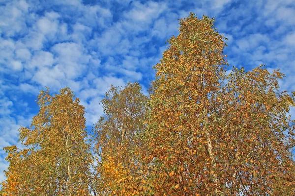 秋天的风景 有桦树 有云彩 — 图库照片