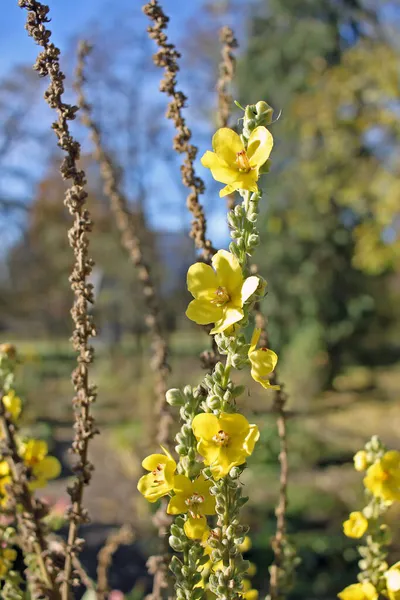 Verbascum Thapsus Its Small Yellow Flowers Densely Grouped Tall Stem — Stock Photo, Image