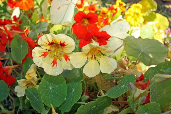 托帕鲁姆 俗称Nasturtium 它们得名于Nasturtiums 因为它们生产的油类似于水母 Nasturtium Officinale 图库照片