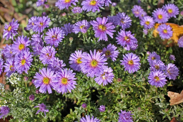 Aster Novi Belgii Commonly Called New York Aster Plants Popularly — Stock Photo, Image