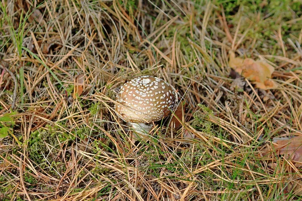 Amanita Pantherina Även Känd Som Panterhatten Falsk Blusher Och Pantern — Stockfoto