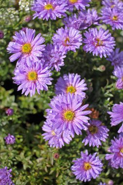 Aster novi-belgii, yaygın olarak New York aster olarak bilinir. Bitkiler halk arasında Michaelmas papatyası olarak bilinir.