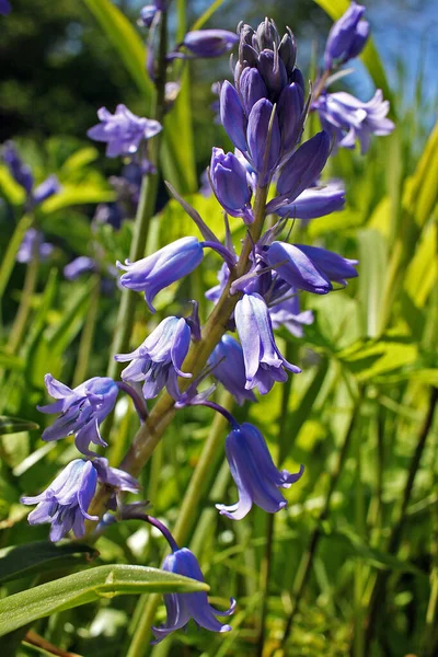 Hyacinthoides Género Botânico Pertencente Família Asparagaceae — Fotografia de Stock
