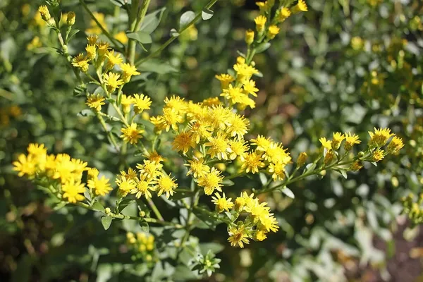 Solidago Commonly Called Goldenrods Yellow White Pistillate Ray Flowers — Stock Photo, Image