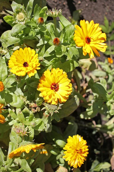 Calendula Genus Species Most Commonly Cultivated Used Member Genus Calendula — Stock Photo, Image