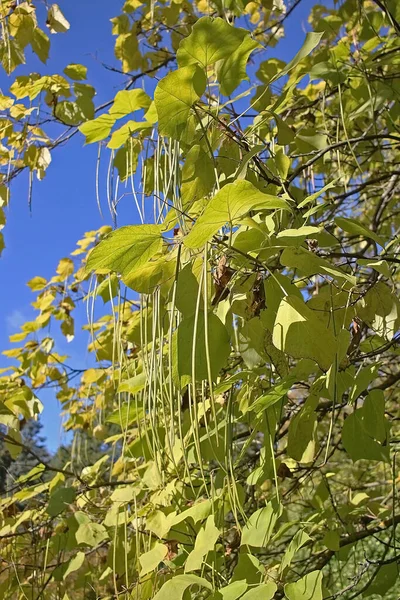 秋のカタルパの木 果実は長さ約20 50センチメートルで 小さな平らな種子でいっぱいです — ストック写真