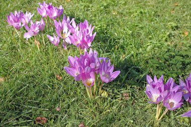 Colchicum Autumnale, genellikle sonbahar gülü, çayır safranı ya da çıplak kadın olarak bilinir.