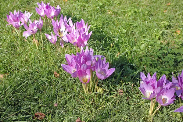 Colchicum Otoñal Comúnmente Conocida Como Azafrán Otoño Azafrán Pradera Dama —  Fotos de Stock