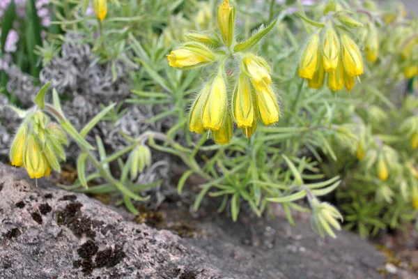 Onosma Polyphylla Taşlı Kireçtaşı Yamaçlarda Kayalık Yerlerde Yetişir Nadir Bir — Stok fotoğraf