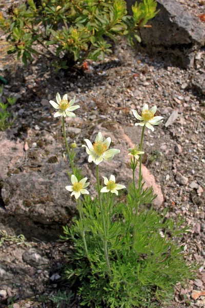 Anemone Multifida Známý Pod Obecnými Názvy Cutleaf Sasanky Pacifik Sasanky — Stock fotografie