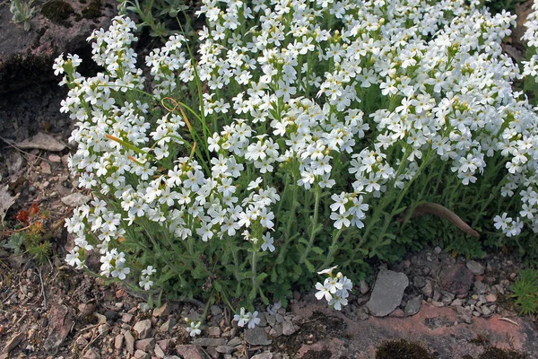 Erinus Alpinus Wróżka Foxglove Balsam Alpejski Gwiaździsty Kwiat Lub Balsam — Zdjęcie stockowe