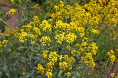 Isatis Tinctoria, woad, dyer woad veya glastum olarak da bilinir. Antik çağlardan beri Woad önemli bir mavi boya kaynağıydı ve tüm Avrupa 'da yetiştirilmişti.
