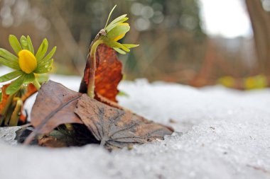 Kış aconiti (Eranthis hyemalis). Tüberküloz köklü bir bitkidir. Kışın sonlarında ve ilkbaharın başlarında ortaya çıkan, 3 yaprak gibi frenlerden oluşan bir tasmanın üzerinde duran büyük sarı, fincan şeklinde çiçekleri vardır..