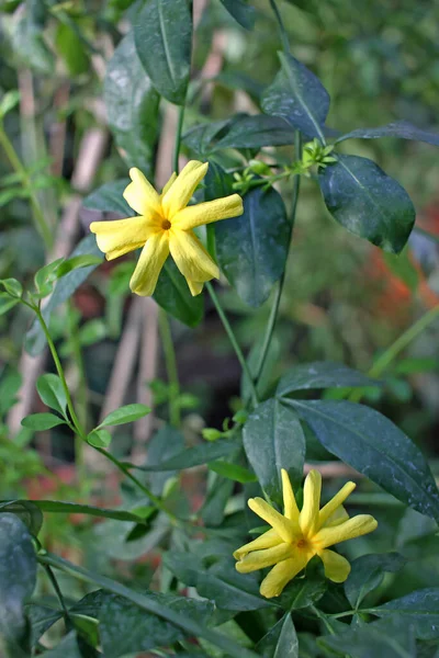 Jasminum Mesnyi Primrose Jasmine Japanese Jasmine Flowering Plant Family Oleaceae — Stock Photo, Image