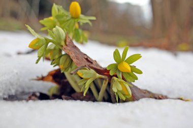 Kış aconiti (Eranthis hyemalis). Tüberküloz köklü bir bitkidir. Kışın sonlarında ve ilkbaharın başlarında ortaya çıkan, 3 yaprak gibi frenlerden oluşan bir tasmanın üzerinde duran büyük sarı, fincan şeklinde çiçekleri vardır..