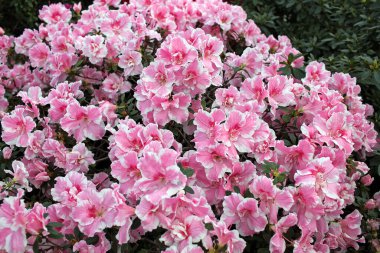 Kışın Azalea. Bitki meraklıları yüzlerce yıldır titizlikle açelyaları besler..