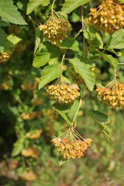 Physocarpus opulifolius ya da bilinen adıyla Phillips opulifolius, gülgiller (Rosaceae) familyasından Kuzey Amerika 'nın doğusunda yetişen bir bitki türü.