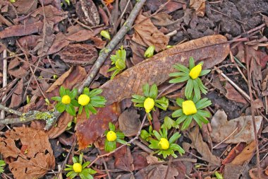 Kış aconiti (Eranthis hyemalis). Tüberküloz köklü bir bitkidir. Kışın sonlarında ve ilkbaharın başlarında ortaya çıkan, 3 yaprak gibi frenlerden oluşan bir tasmanın üzerinde duran büyük sarı, fincan şeklinde çiçekleri vardır..